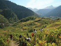 Ζήστε την εμπειρία του τρύγου στο Μέτσοβο